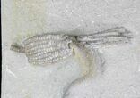 Parascytalocrinus Crinoid Fossil - Crawfordsville #20843-2